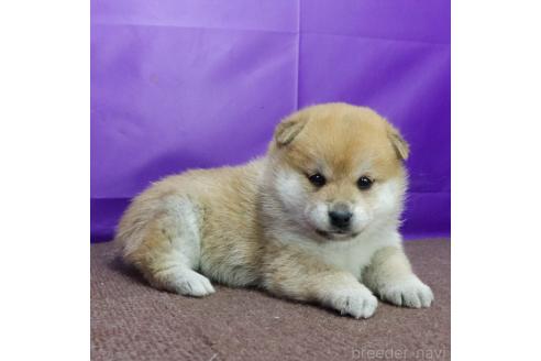 成約済の愛知県の柴犬-373925の3枚目